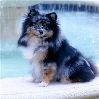 Pomeranian sale food allergies